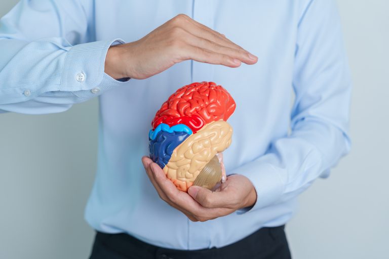 Human brain model for CNS research